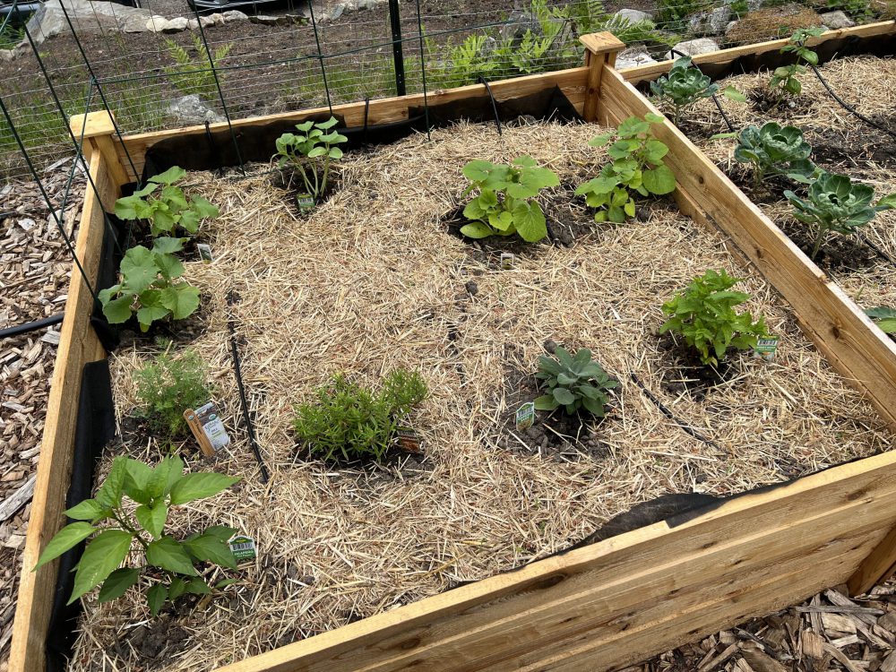 Reading Community Garden at Mattera